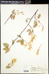 Amelanchier laevis image