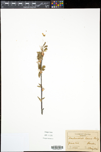 Amelanchier laevis image