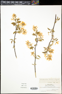 Amelanchier laevis image