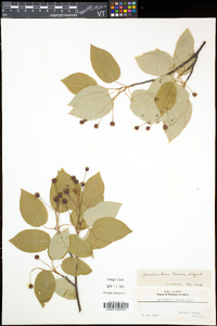 Amelanchier laevis image