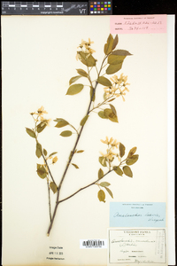 Amelanchier laevis image