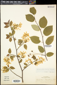 Amelanchier laevis image