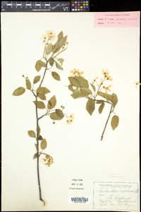 Amelanchier laevis image