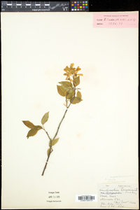 Amelanchier laevis image