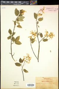 Amelanchier laevis image