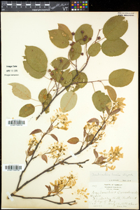 Amelanchier laevis image