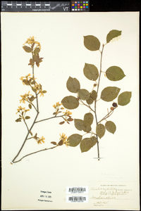 Amelanchier laevis image