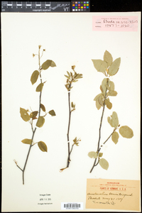 Amelanchier laevis image