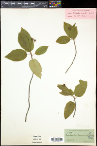 Amelanchier laevis image