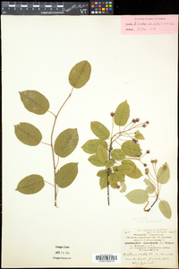 Amelanchier laevis image