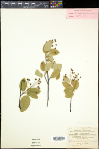 Amelanchier laevis image