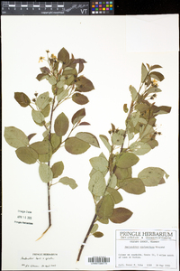 Amelanchier laevis image