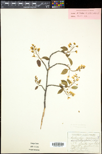 Amelanchier laevis image