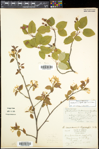 Amelanchier neglecta image