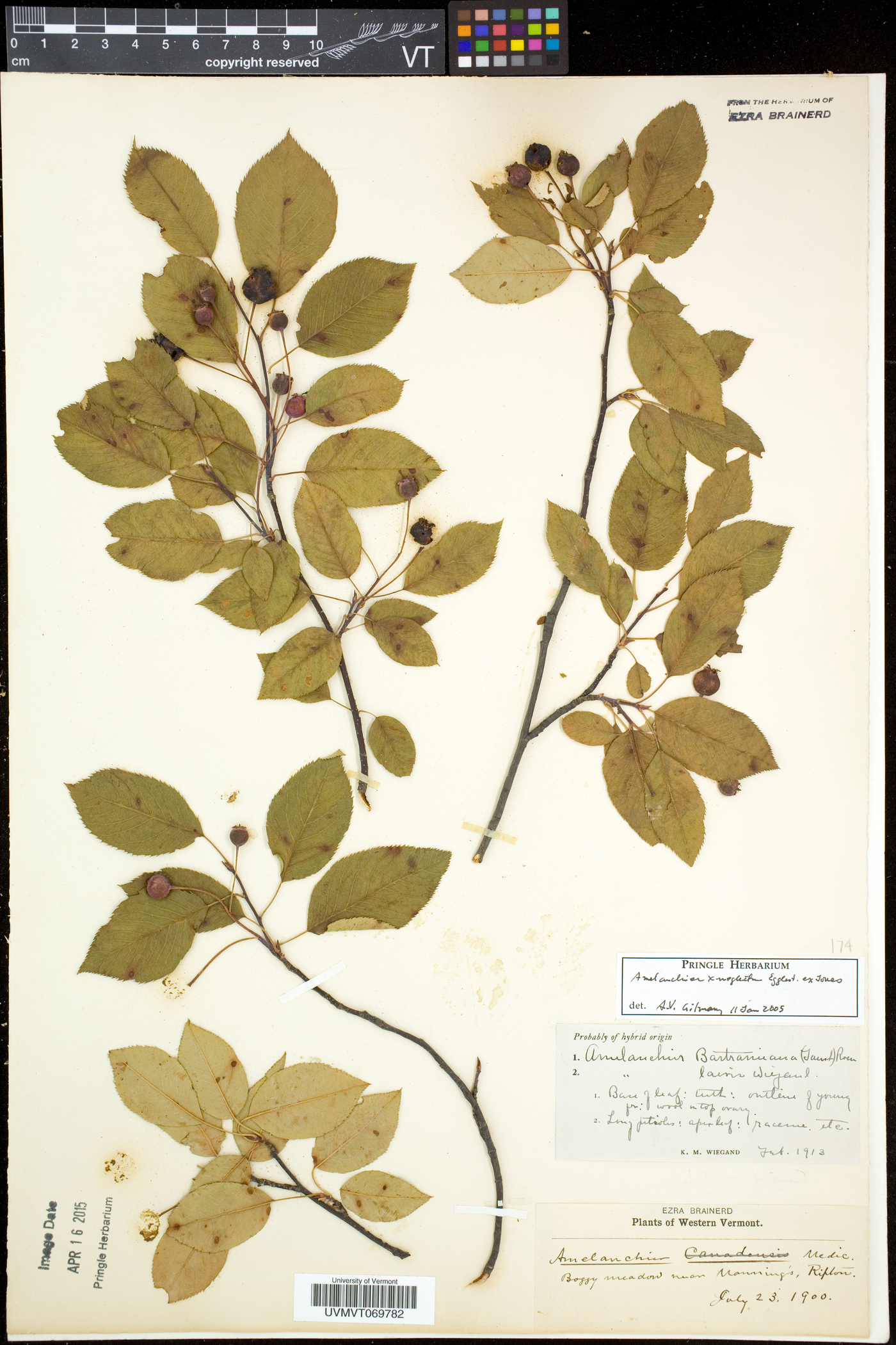 Amelanchier neglecta image