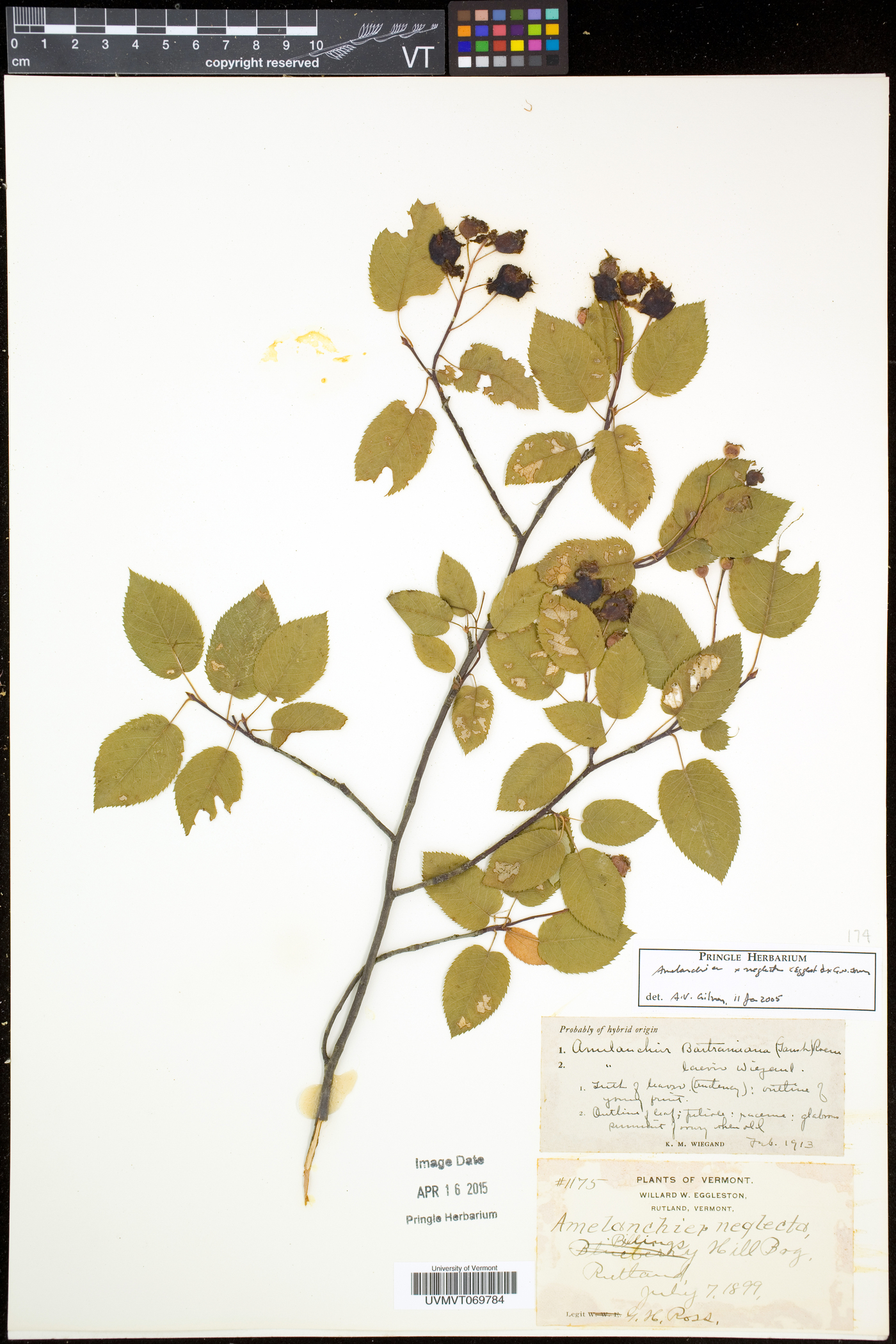 Amelanchier neglecta image