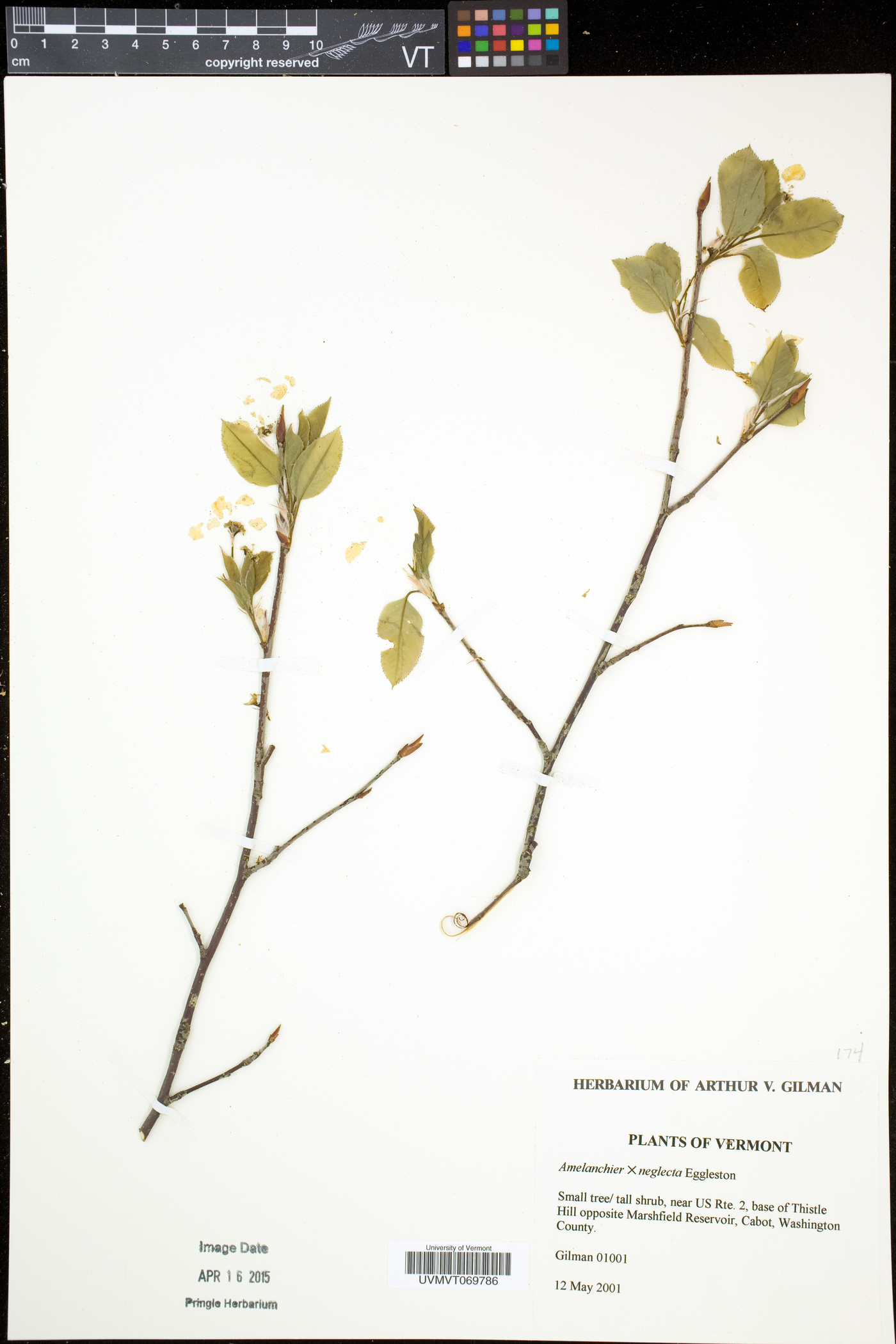 Amelanchier neglecta image