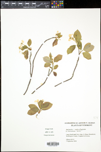 Amelanchier neglecta image