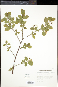 Amelanchier neglecta image