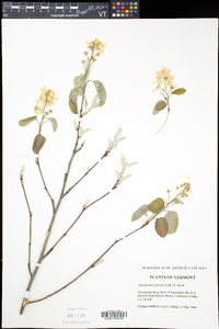 Amelanchier spicata image