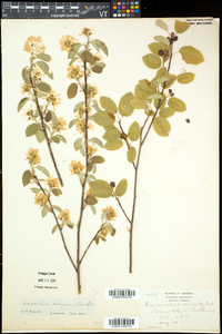 Amelanchier sanguinea image