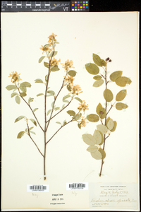 Amelanchier sanguinea image