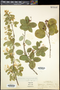 Amelanchier sanguinea image