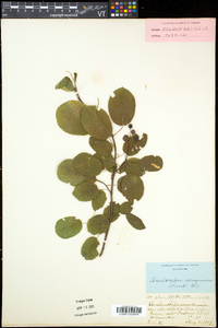 Amelanchier sanguinea image