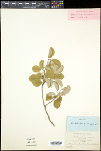 Amelanchier sanguinea image