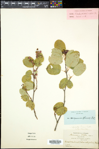 Amelanchier sanguinea image