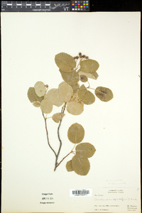 Amelanchier sanguinea image