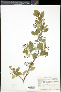 Amelanchier spicata image