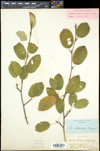 Amelanchier spicata image