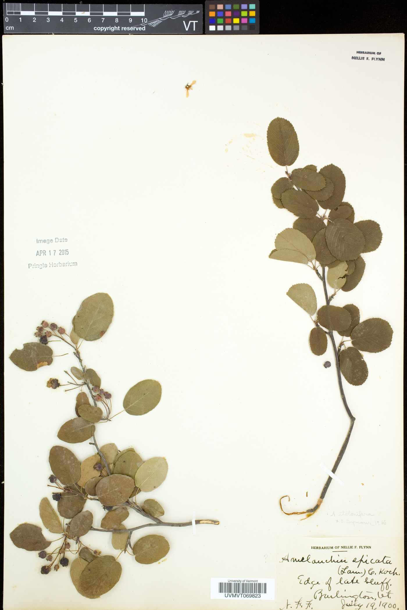 Amelanchier spicata image
