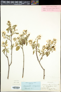 Amelanchier spicata image