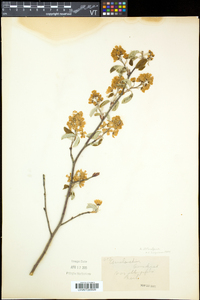 Amelanchier spicata image