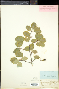 Amelanchier spicata image