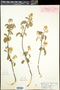 Amelanchier spicata image