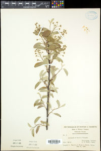 Amelanchier spicata image
