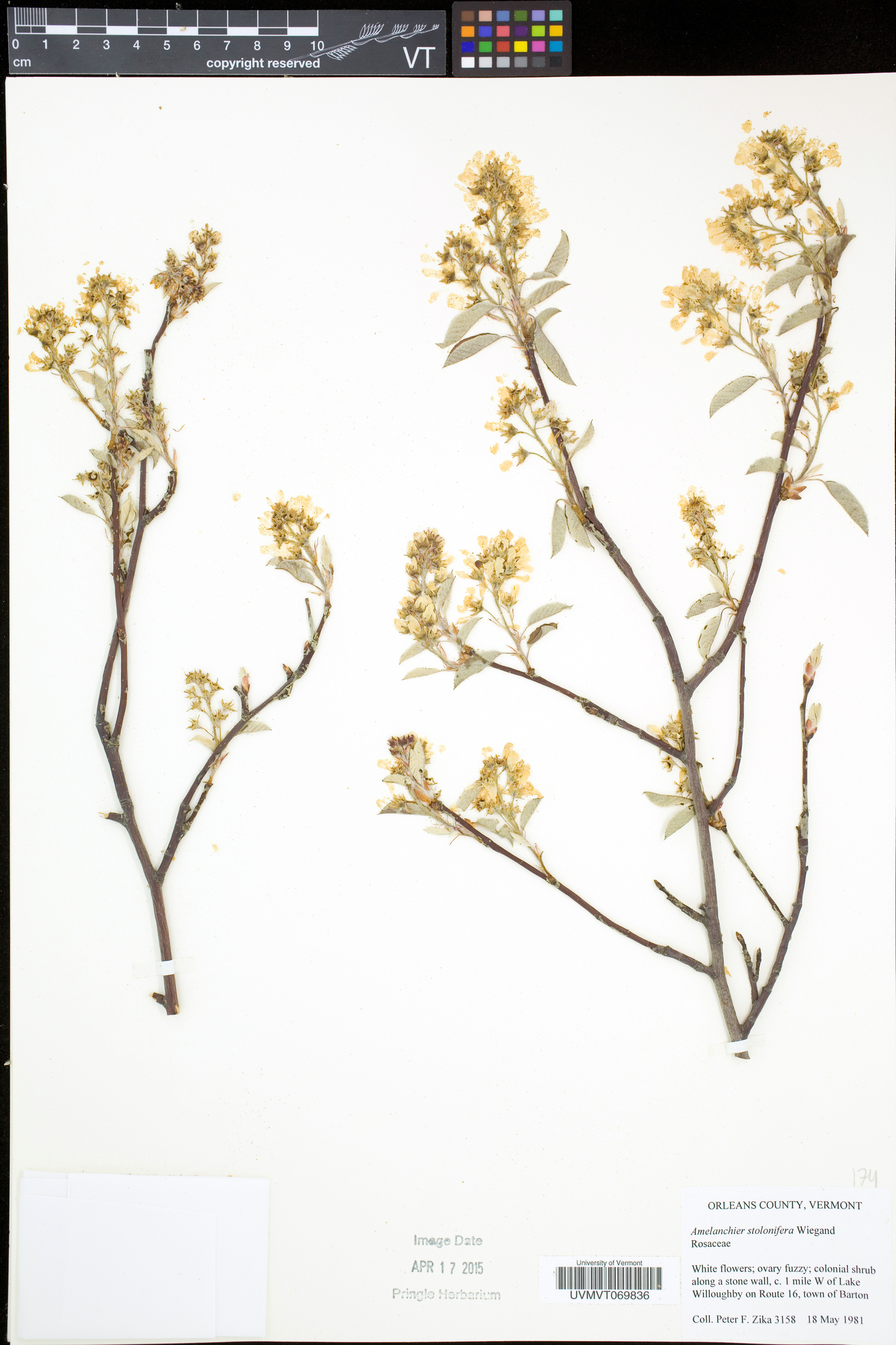 Amelanchier spicata image