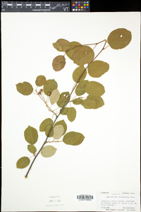 Amelanchier spicata image