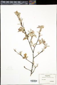 Amelanchier spicata image