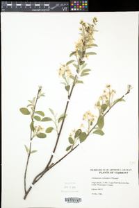 Amelanchier spicata image