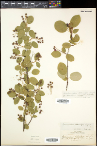 Amelanchier spicata image