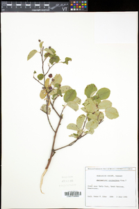 Amelanchier humilis image