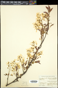 Amelanchier neglecta image