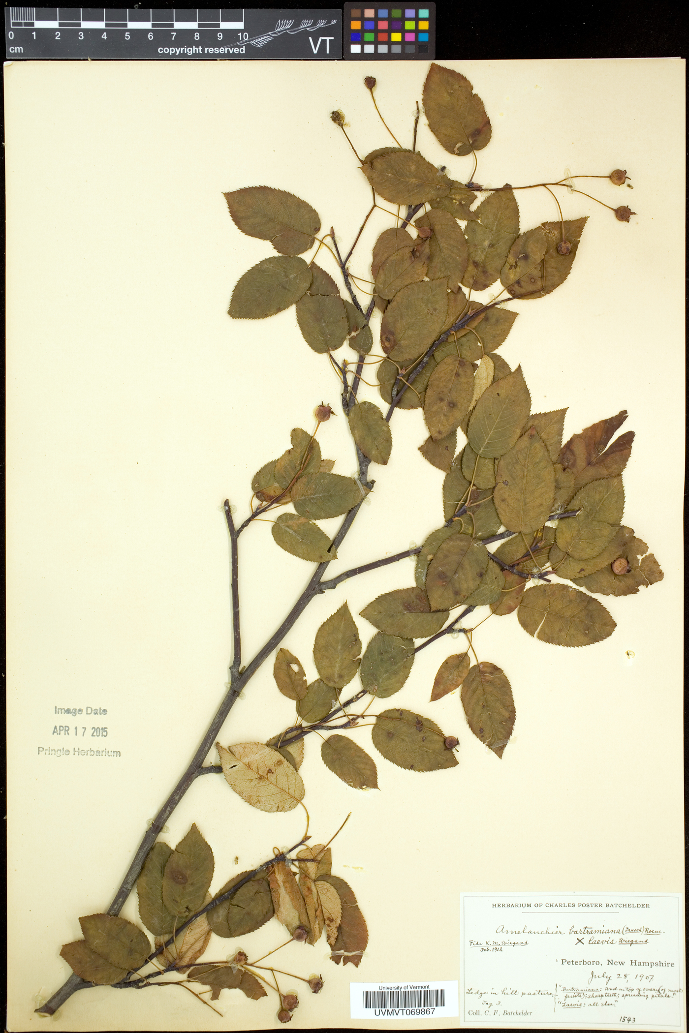 Amelanchier neglecta image