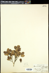 Amelanchier canadensis image