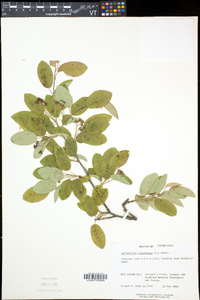 Amelanchier canadensis image