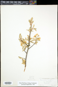 Amelanchier canadensis image